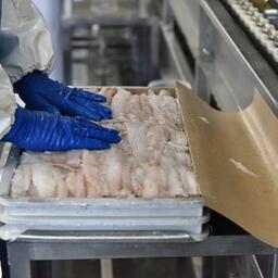В первом квартале отмечена прибавка, в частности, по выпуску мороженого мяса рыбы