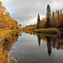 Нерестоохраные полосы лесов выполняют важные защитные функции, в том числе водо- и рыбоохранные. Фото Геннадия Александрова