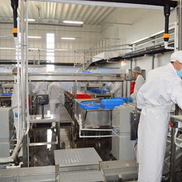 Обесшкуривающая машина BAADER 52 на заводе «Русский минтай» в Приморье