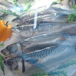 Специалисты ВНИРО оценили рекомендованный вылов скумбрии в Японском море в 2024 г. на уровне 1 тыс. тонн