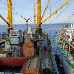 На Шикотане возобновил производство консервов из сайры Рыбокомбинат «Островной». Сырье доставил транспорт, принадлежащий партнеру предприятия. Фото предоставлено пресс-службой Рыбокомбината «Островной».