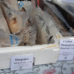 Желающих ждал макрурус
