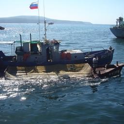 Итуруп – улов горбуши везут на рыбозавод