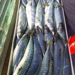 Свежевыловленная японская скумбрия. Фото Константина Коробкова