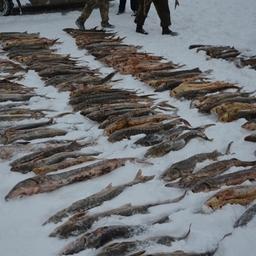 В Оренбургской области предотвратили незаконный ввоз 1,3 тонны осетровых из Казахстана. Фото пресс-службы Приволжского таможенного управления