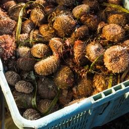 Морской еж, добытый на Южных Курилах