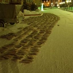 Возле Салехарда полицейские и сотрудники рыбоохраны нашли в полуприцепе остановленного автомобиля около 900 кг чира без документов. Фото пресс-службы Нижнеобского теруправления Росрыболовства