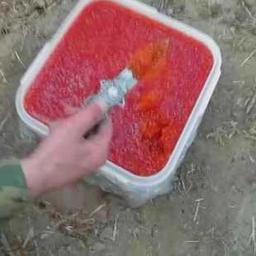 Лососевая икра часто попадает в криминальные хроники