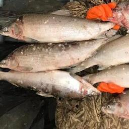Мороженый улов муксуна в Сибири