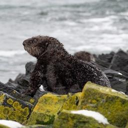 В зимний период, когда разрушаются поля водорослей, каланы на ночь выходят для отдыха на берег. Фото Дмитрия Страхова