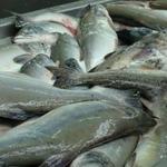 Теперь инженерам-конструкторам приходится решать задачи по совмещению на одном производстве самых разных технологий – для переработки как лосося, так и разномастных объектов «прибрежки»
