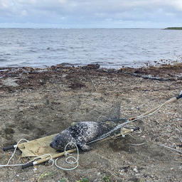 Первого меченого антура целым и невредимым вернули в море. Фото пресс-службы Командорского заповедника
