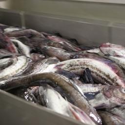 В 2021 г. российские предприятия в полтора раза увеличили выпуск минтаевой продукции глубокой переработки, сообщили в АДМ