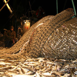 Уловы в море сократились