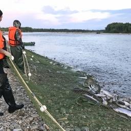 Добыча лосося в Магаданской области. Фото пресс-службы правительства региона