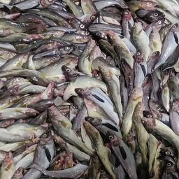 К середине января в Охотском море выловлено 69,9 тыс. тонн минтая