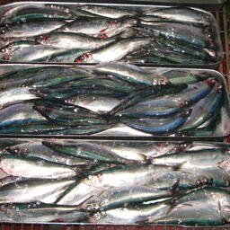 Артель сохранила право на вылов сельди