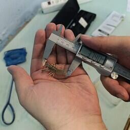 Специалисты АзНИИРХ продолжают работы по выращиванию длиннопалого рака в искусственных условиях. Фото пресс-службы ВНИРО