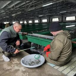 Работы ведутся на лососевом рыбоводном заводе «Кеткино». Фото пресс-службы Главрыбвода