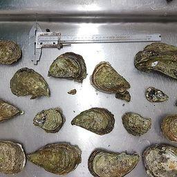 Сотрудники СахНИРО оценили биологическое состояние устрицы гигантской (Crassostrea gigas) в заливе Анива. Фото пресс-службы филиала