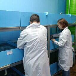 Эксперимент проводится на базе аквариального комплекса Центра аквакультуры Азово-Черноморского филиала ВНИРО. Фото пресс-службы АзНИИРХ