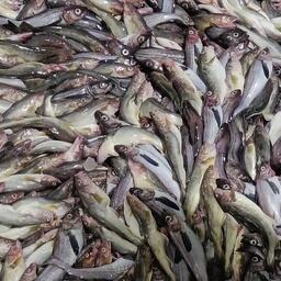 АРПП предложила включить минтай Чукотского моря в перечень для поддержки промысла с помощью механизма топливных субсидий