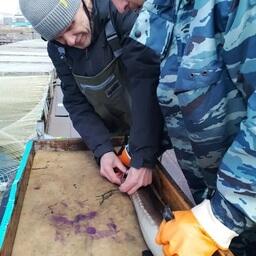 Байкальский филиал Главрыбвода запустил масштабную нерестовую кампанию по воспроизводству байкальского осетра. Фото пресс-службы Главрыбвода