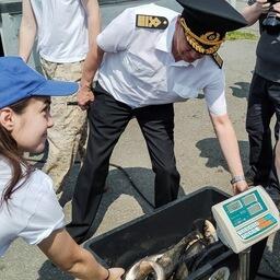 Толстолобика заселили крупной навески — около 600 г. Фото пресс-службы Нижнеобского теруправления Росрыболовства