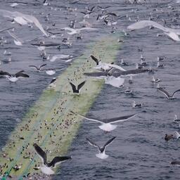 Добыча сельди на Дальнем Востоке. Фото пресс-службы «Океанрыбфлота»