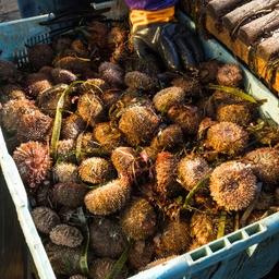 Серый морской еж, добытый на Курилах