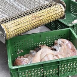 Производство минтаевого филе на береговом заводе