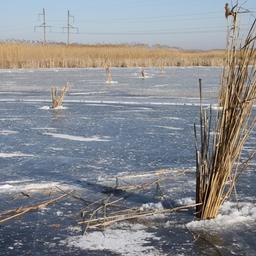 В лунки помещаются пучки камыша и рогоза, которые пропускают воздух и не дают отверстиям замерзнуть. Фото пресс-службы Волго-Каспийского теруправления Росрыболовства.