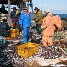 Разбор уловов на борту научно-исследовательского судна, Дальний Восток